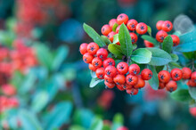 Pyracantha Firethorn Orange Fruits With Green Leaves.