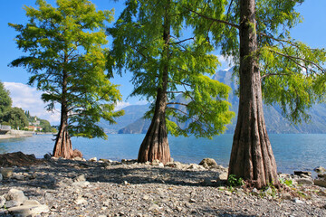 Canvas Print - Riva di Solto, Sumpfzypressen Bäume am Strand des  Iseosee - Riva di Solto, bald cypress trees on the beach