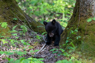 Wall Mural - Black bear cub eating leaves off a small plant