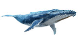 Big blue whale, cut out - stock png.