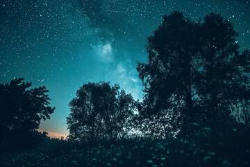 Blue dark night sky with many stars above field of trees.