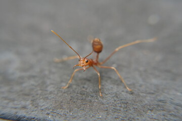 Wall Mural - Red ants, often known for their fiery sting and organized colonies, are part of the Formicidae family and exist in various species across the globe. 