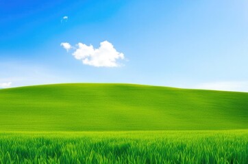 A green meadow on a bright sunny morning, green grass and blue sky.