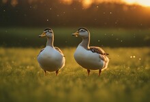 Two Ducks Dancing At Sunset On A Green Meadow