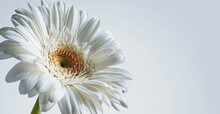 A Close-up Of A White Gerbera Daisy, With Its Delicate Petals And The Vibrant Heart, Set Against A Light Background With Copy Space 