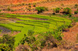 Typical Madagascar landscape rice terrace fields