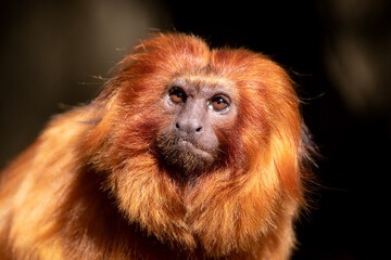 Wall Mural - the golden lion tamarin South America primates with a magnificent reddish-gold coat and a long, backswept mane.
