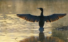 Great Cormorant (Phalacrocorax Carbo) With Outstretched, Sunlit Wings, Standing In The Water, Dorsal View, Head To The Side, Reflection In Front, Upper Bavaria, Bavaria, Germany, Europe