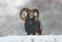 European Mouflon (Ovis Aries Musimon), In Winter, Germany, Europe