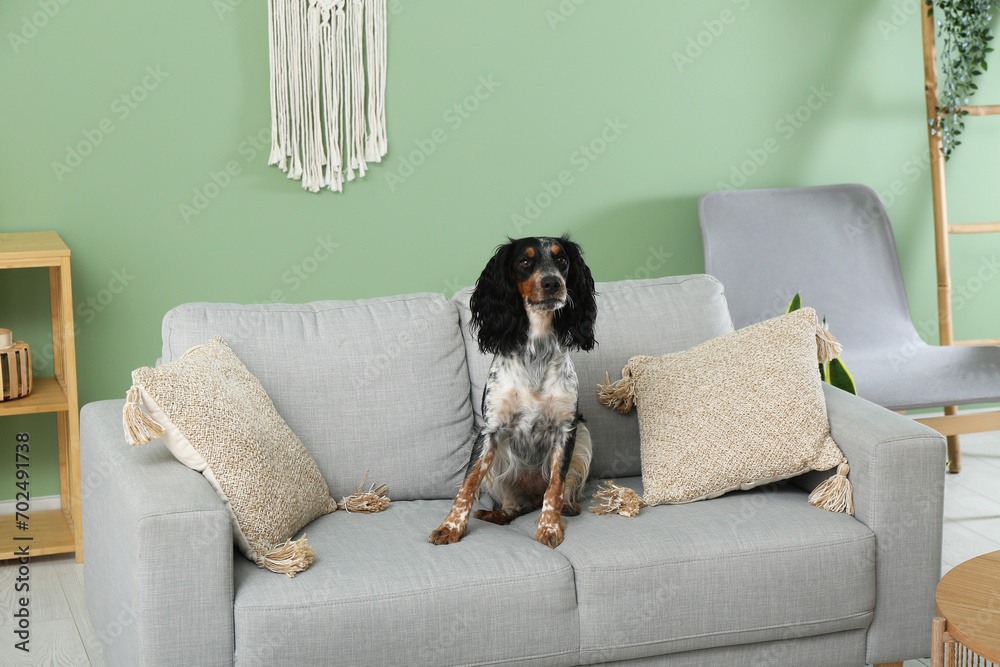 Cute cocker spaniel on grey sofa in living room