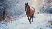 A Brown Horse Walking Down A Snow Covered Road. Suitable For Winter Landscapes And Equestrian Themes