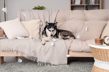 Sticker - Naughty Husky dog with torn paper on sofa in living room