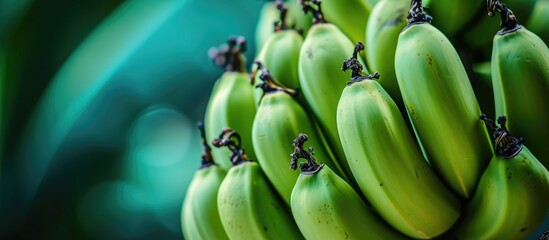 Fresh and beautiful green bananas.