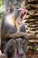 Wall Mural - the mandrill has thick ridges along the nose that are purple and blue, red lips and nose, and a golden beard.