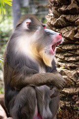 Wall Mural - the mandrill has thick ridges along the nose that are purple and blue, red lips and nose, and a golden beard.