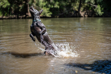 Canvas Print - Australian Cattle Dog playing in a river