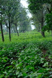 Fototapeta Las - Tea plantation. Camellia sinensis is a tea plant, a species of plant whose leaves and shoots are used to make tea.