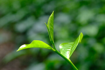  Tea plantation. Tea leaf shoots. Camellia sinensis is a tea plant, a species of plant whose leaves and shoots are used to make tea.