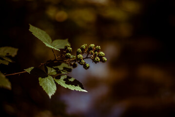 Wall Mural - small green blackberries forming on a vine