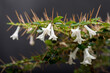 ダークグレーバックの白いアリドオシの花