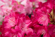 薄いピンクの花をバックに濃いピンクのシャクナゲの花の花のアップ