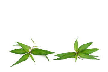 Wall Mural - Vietnamese coriander leaves isolated on white background.Persicaria odorata