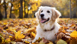 Fototapeta Pokój dzieciecy - golden retriever puppy in autumn park