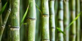 Fototapeta Dziecięca - Close up on Bamboo forest texture web background - Generative ai