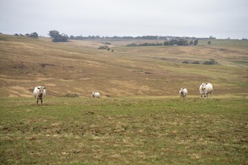 cows in field, grazing on grass and pasture in Australia, on a farming ranch. Cattle eating hay and silage. breeds include speckle park, Murray grey, angus, Brangus, hereford, wagyu, dairy cows.