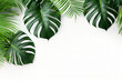 Photo green tropical palm leaves monstera on white background Generative AI