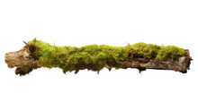 Fresh Green Moss On Rotten Branch Isolated On White, 