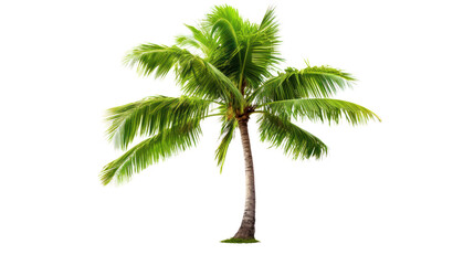 Coconut palm tree isolated on white background.