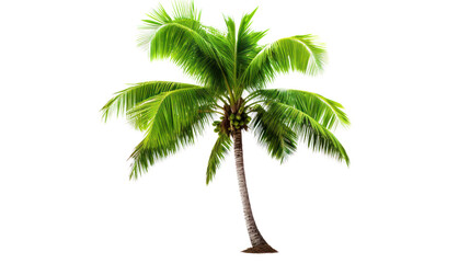 coconut palm tree isolated on white background.