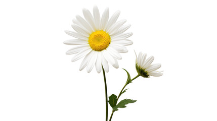 Wall Mural - Beautiful white Daisy (Marguerite) isolated on white background,