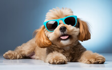 Cute Brown Toy Poodle Dog Wearing Sunglasses While Sitting On The Ground, Isolated On Studio Background. Cute Animal.