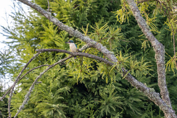 Kingfisher bird on the tree branch