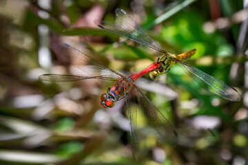 two ruddy darters among plants