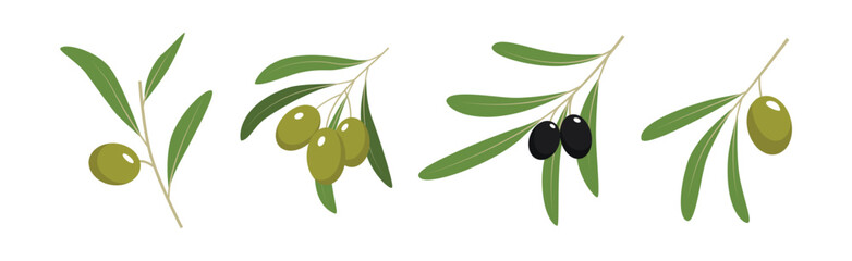 Wall Mural - Green and Black Olive Twigs with Leaves Vector Set