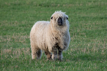Poster - A close up image of a shaggy haired sheep. The ram has a heavy fleece of wool and is standing in a field facing the camera