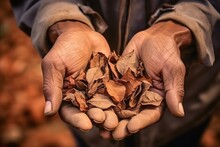 The Details Of Aged Tobacco Leaves Are Visible As They Rest In The Calloused Hands Of A Farmer During A Quality Check