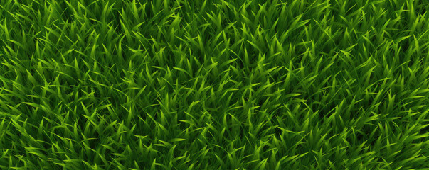 Green grass top view.  Grass or lawn wide banner or panorama photo