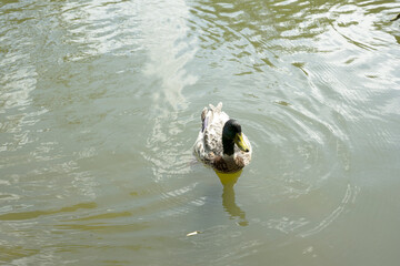 ente vogel see natur