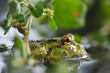 frog on the leaf