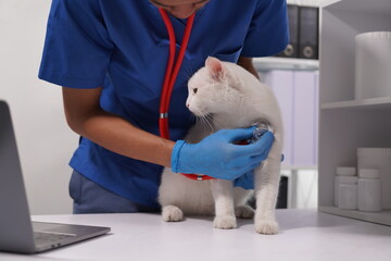 Wall Mural - Veterinarian doctor examines beautiful adult cat. Portrait of happy male veterinarian with cute white tabby cat at office. Asian, African veterinarian