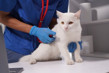 Wall Mural - Veterinarian doctor examines beautiful adult cat. Portrait of happy male veterinarian with cute white tabby cat at office. Asian, African veterinarian