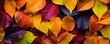 background composed of a pile of multicolored autumn leaves, delicately stacked one on top of another.