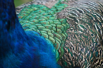  Close-up of colourful peacock plumage