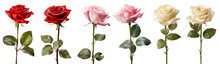 Collection Set Of Pink Red Cream Stalk Of Rose Roses Flower Floral With Leaves On Transparent Background Cutout, PNG File. Mockup Template Artwork Graphic Design	
