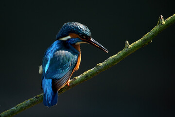 Common kingfisher perched on a tree branch in its natural habitat