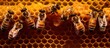 Bees care for larvae on honey combs in beehives